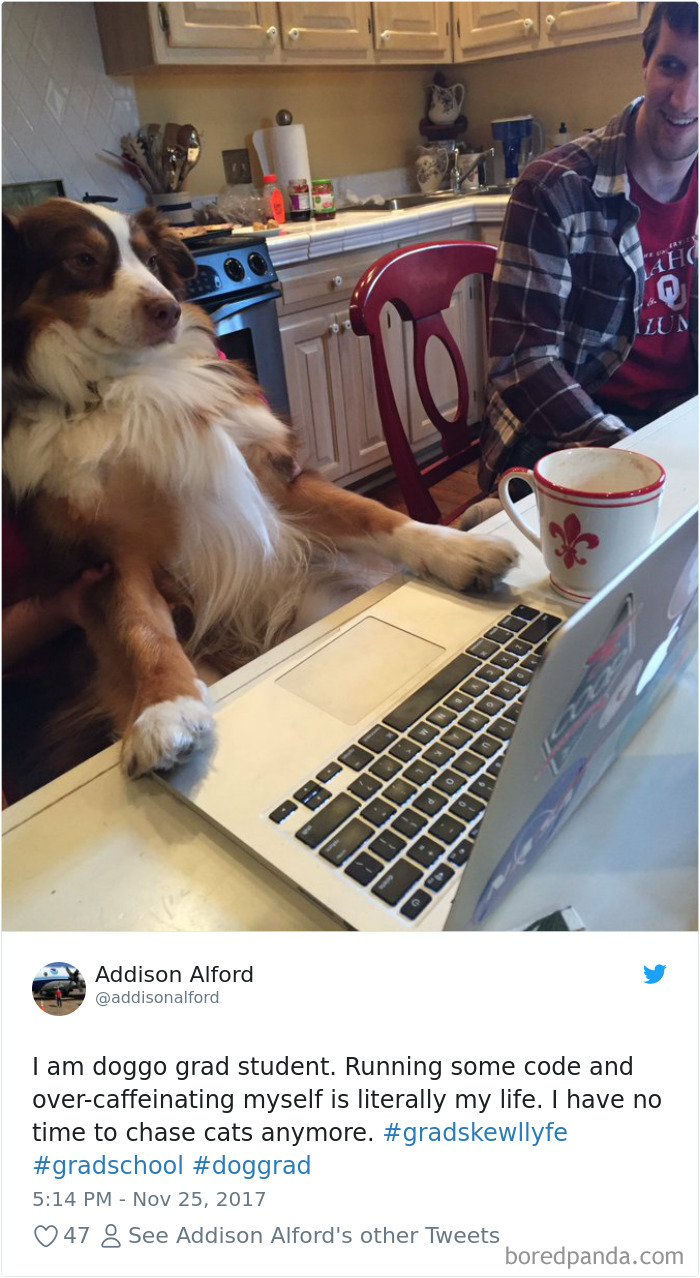 Hilarious-Dog-Tweets