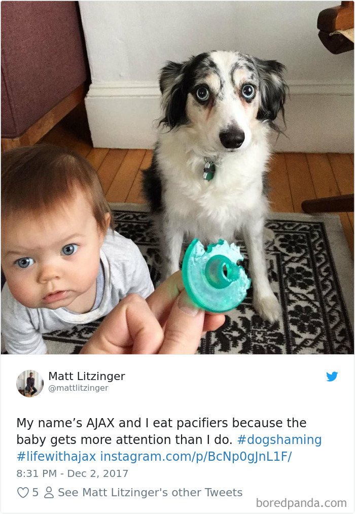 Hilarious-Dog-Tweets