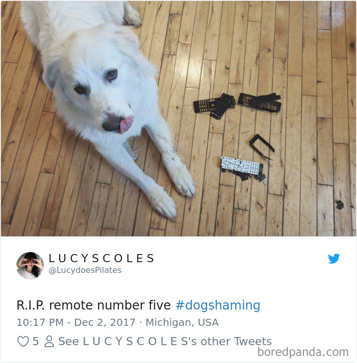 Hilarious-Dog-Tweets