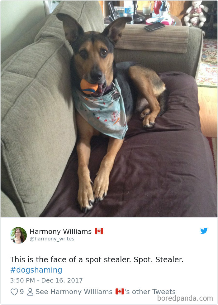 Hilarious-Dog-Tweets