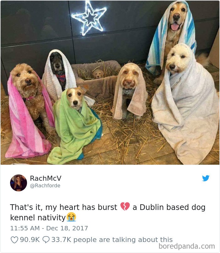 Hilarious-Dog-Tweets