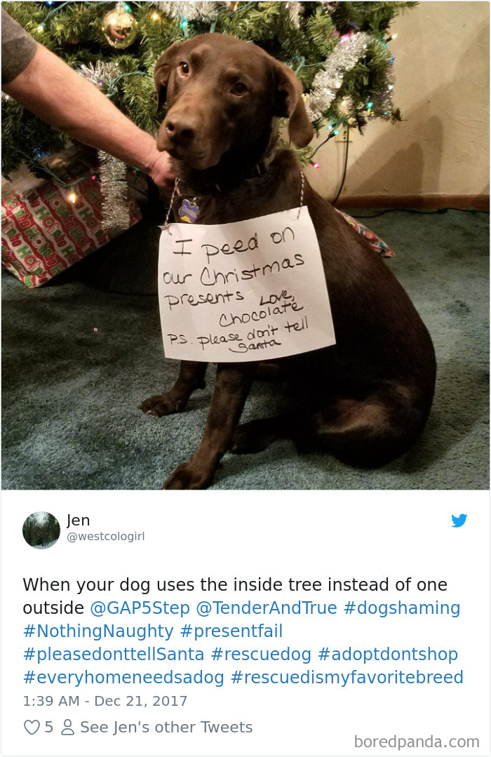 Hilarious-Dog-Tweets