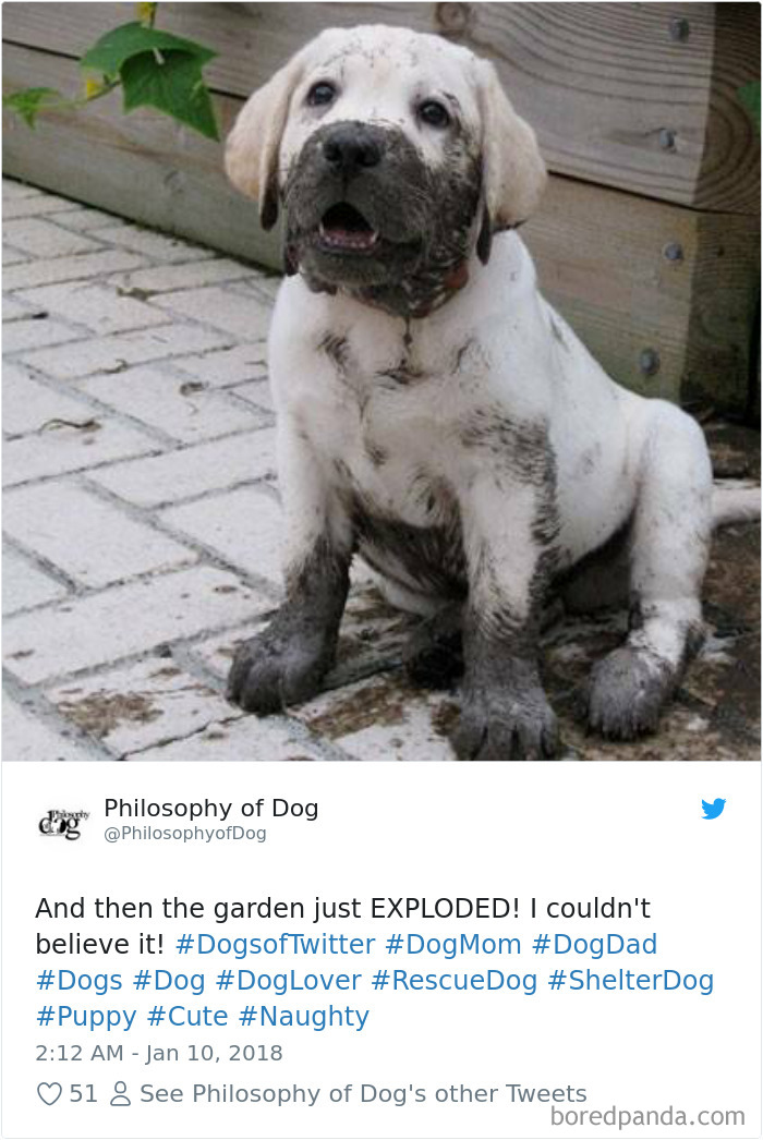 Hilarious-Dog-Tweets