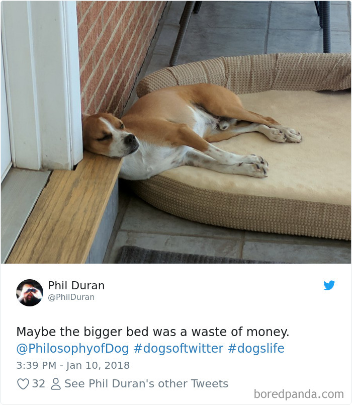 Hilarious-Dog-Tweets
