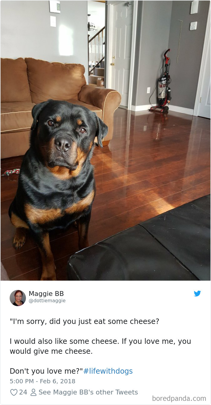 Hilarious-Dog-Tweets