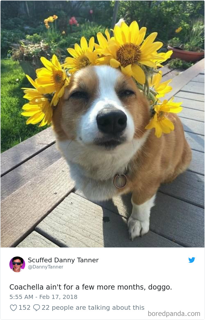 Hilarious-Dog-Tweets