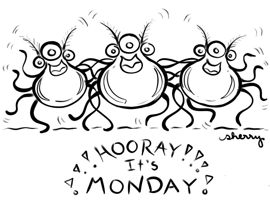 Silly Spiders Trying To Skate On Glass Silly Spiders Trying To Skate On Glass