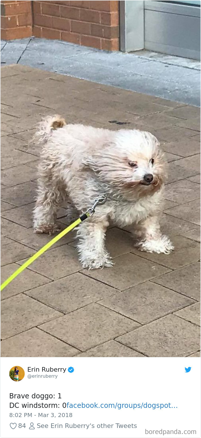 Hilarious-Dog-Tweets