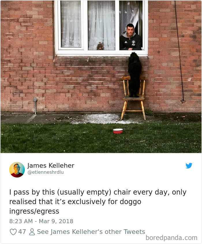 Hilarious-Dog-Tweets