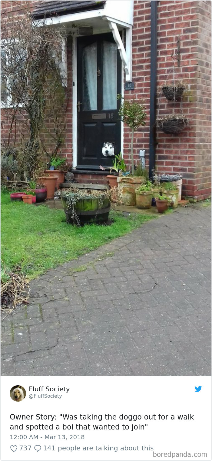 Hilarious-Dog-Tweets