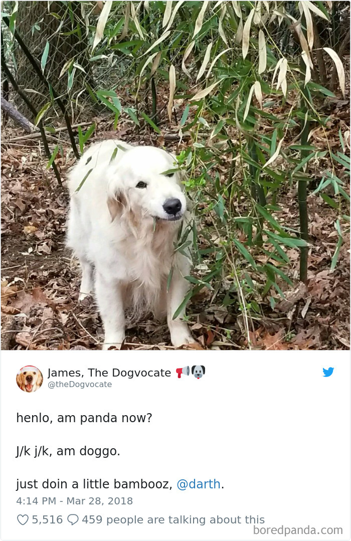 Hilarious-Dog-Tweets