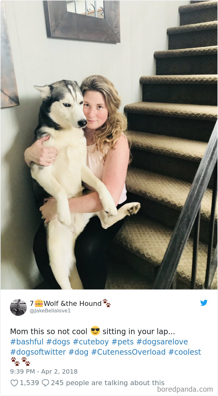 Hilarious-Dog-Tweets