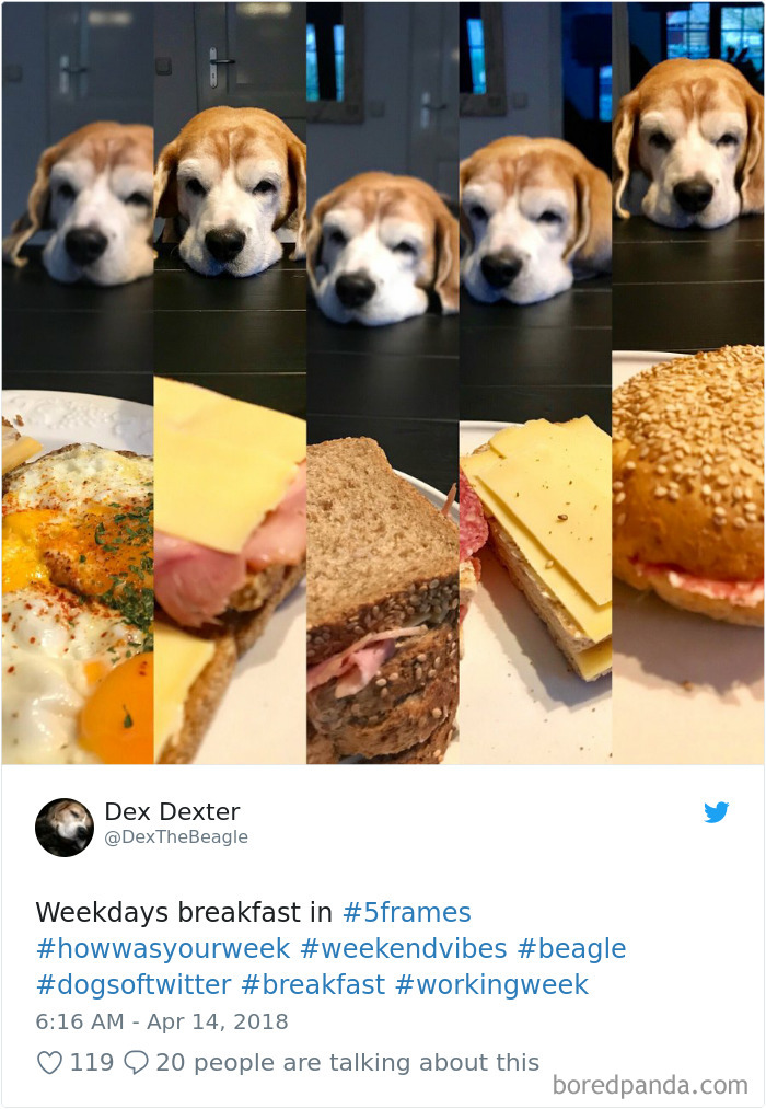 Hilarious-Dog-Tweets