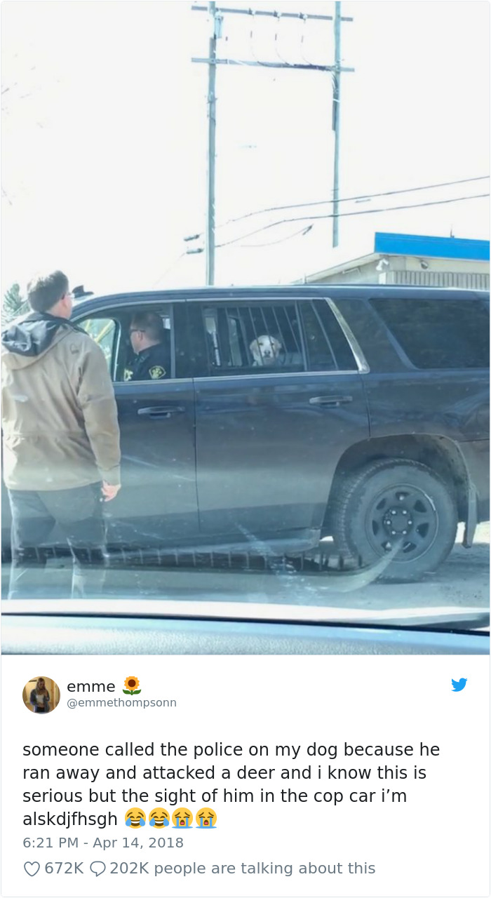 Hilarious-Dog-Tweets