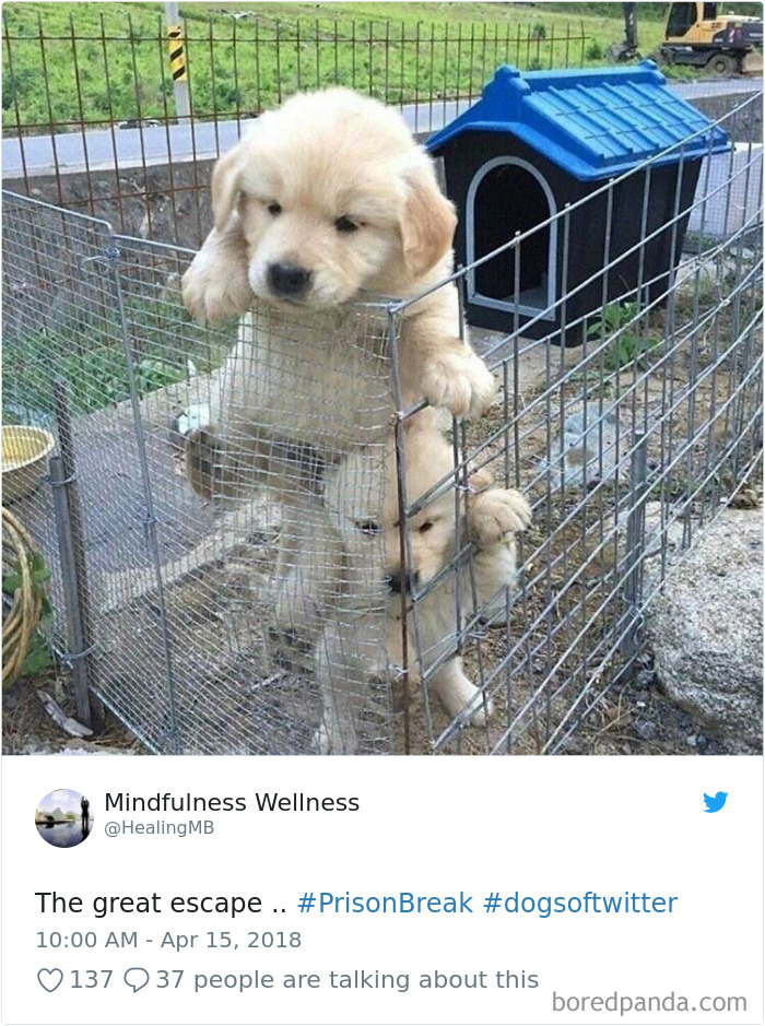 Hilarious-Dog-Tweets