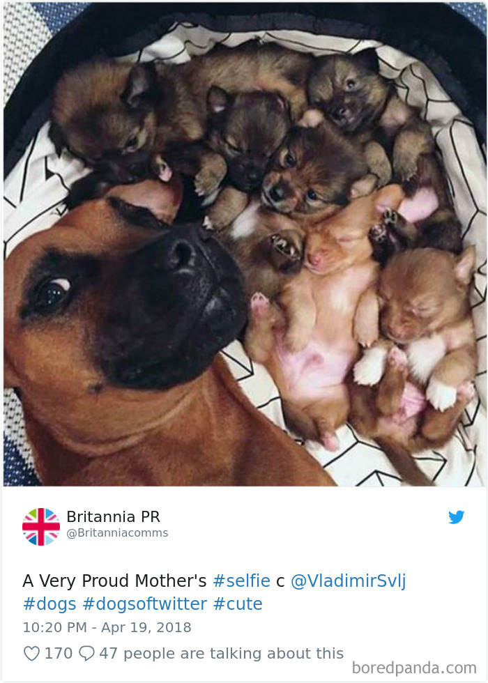 Hilarious-Dog-Tweets