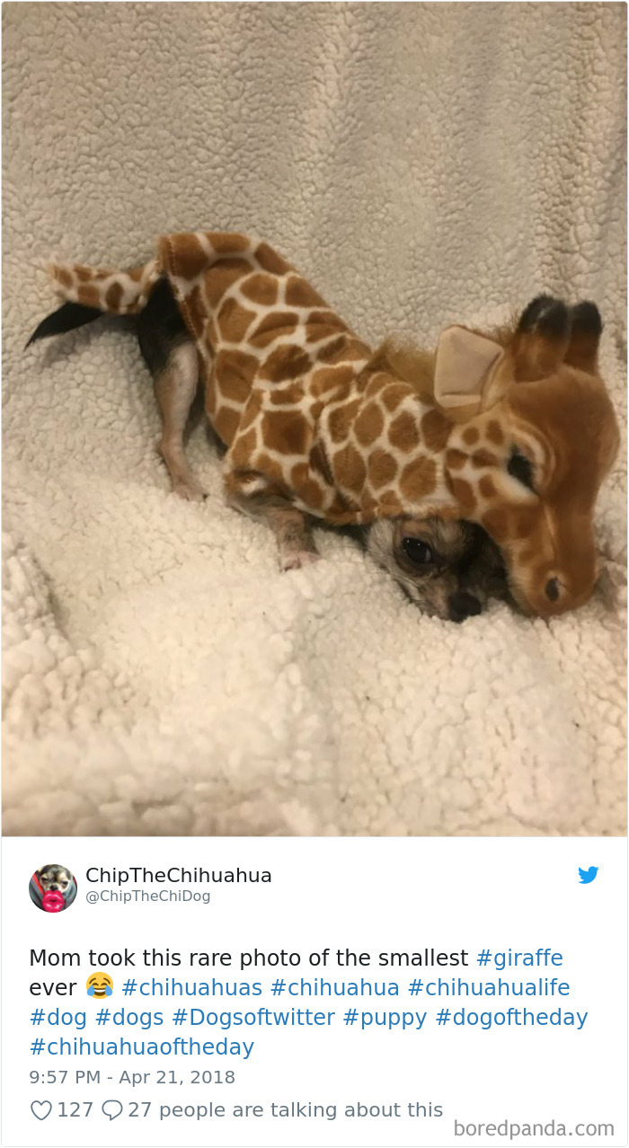 Hilarious-Dog-Tweets