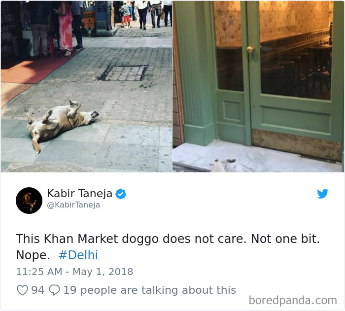 Hilarious-Dog-Tweets