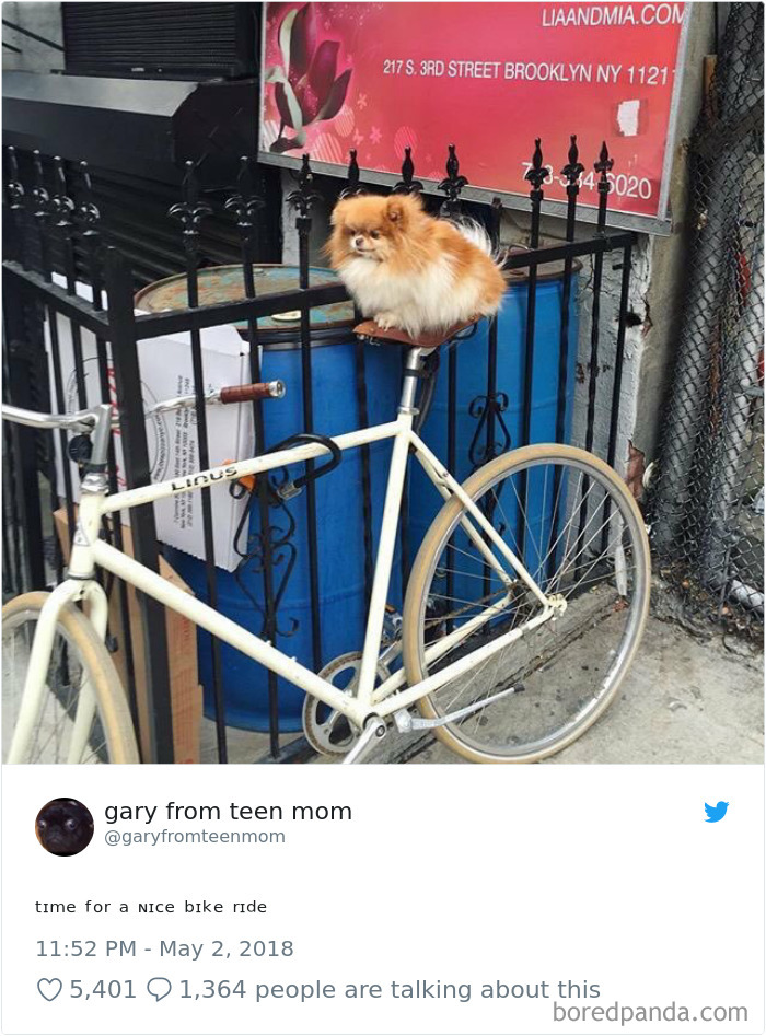 Hilarious-Dog-Tweets