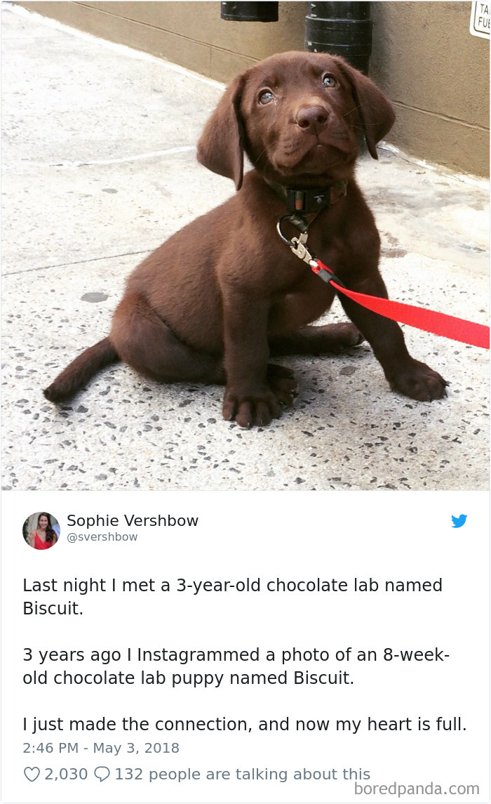 Hilarious-Dog-Tweets