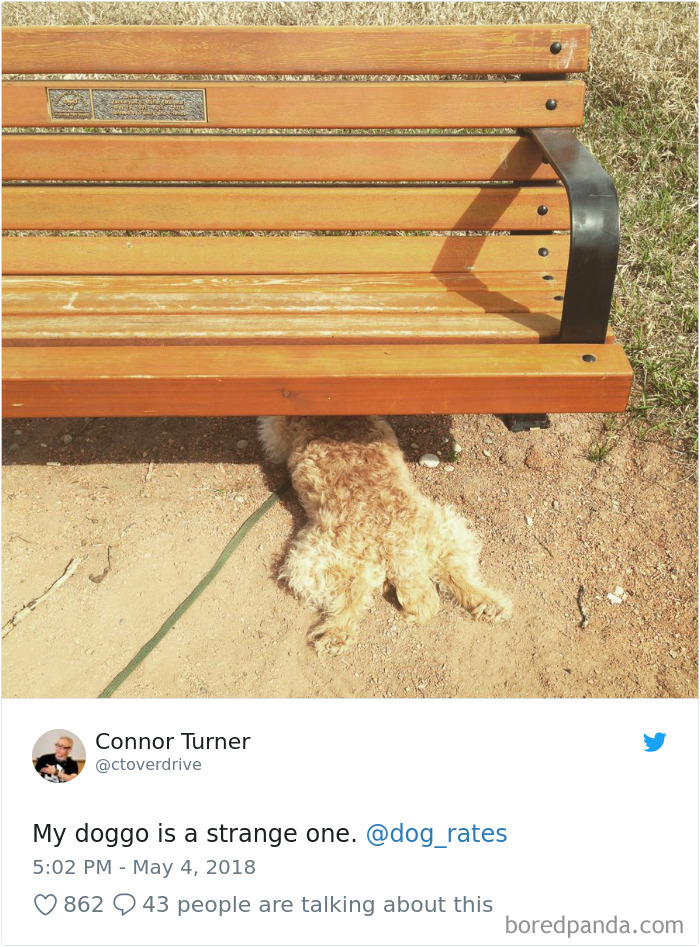 Hilarious-Dog-Tweets