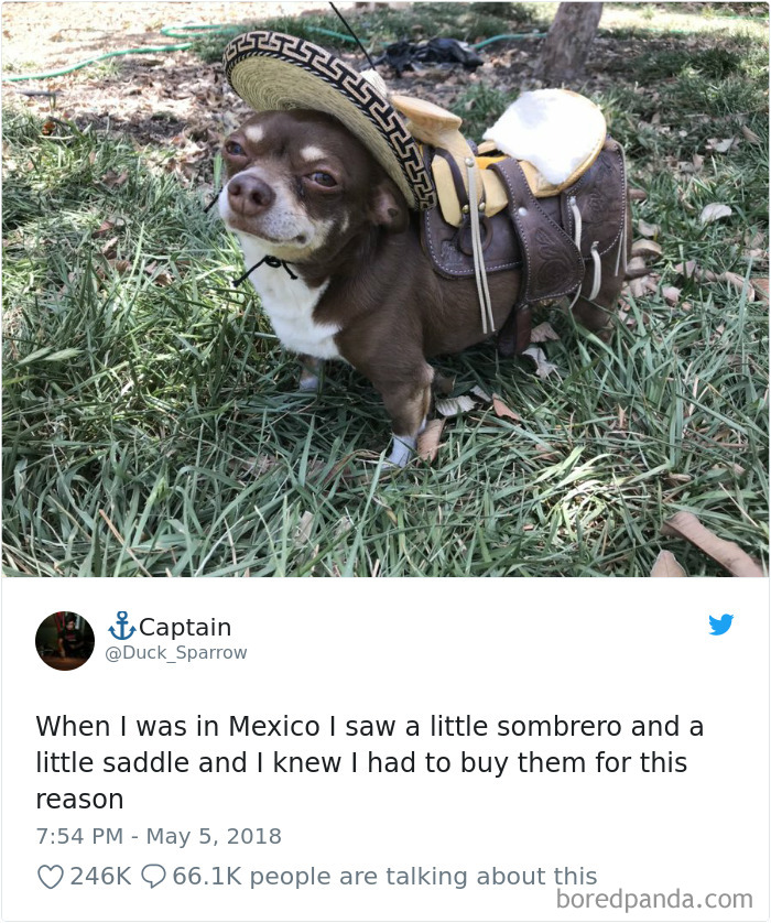 Hilarious-Dog-Tweets