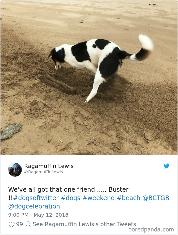 Hilarious-Dog-Tweets