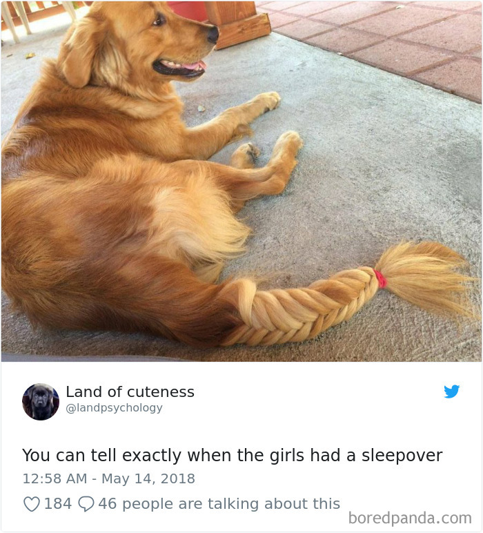 Hilarious-Dog-Tweets