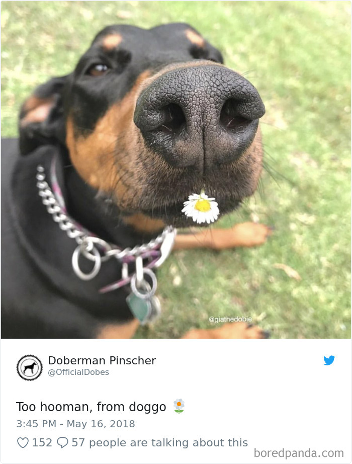 Hilarious-Dog-Tweets