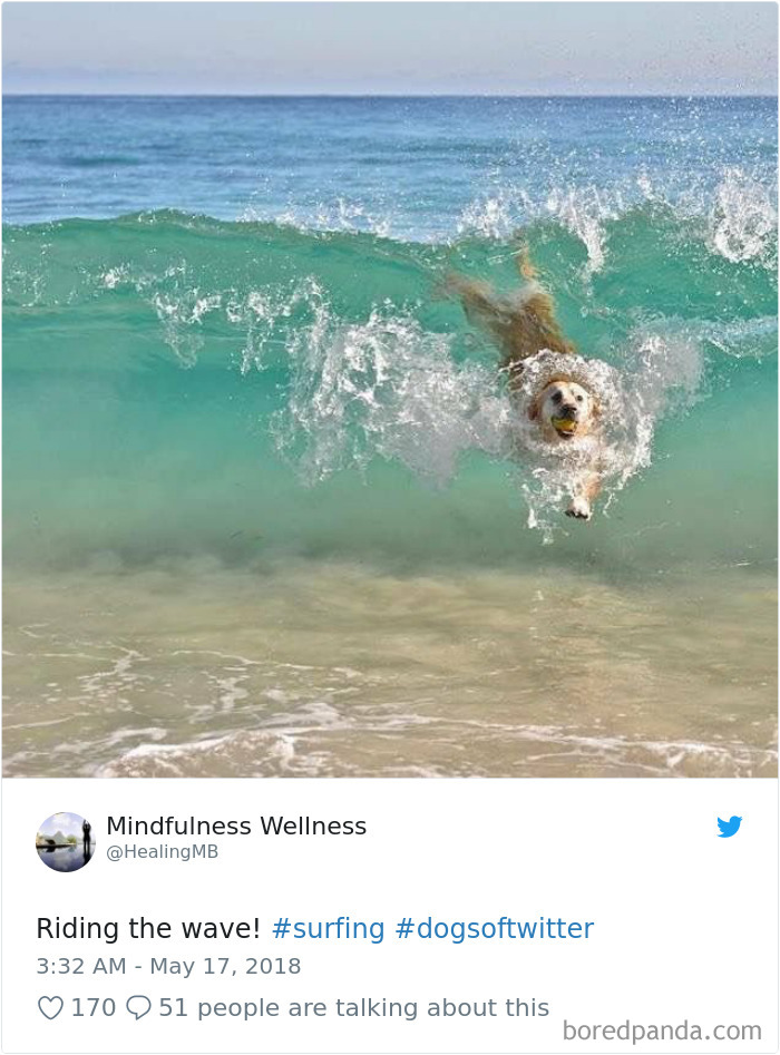 Hilarious-Dog-Tweets