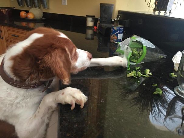 Sure I'd Love Some Of Your Broccoli