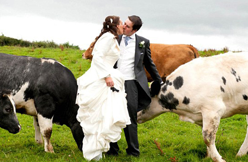 BadWeddingPhotosCows-5b3bbfbd772c9.jpg