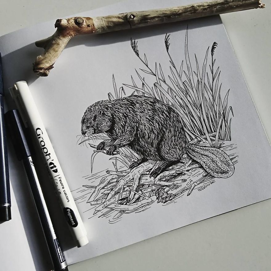 I Create Intricate And Detailed Drawings Of Animals Embedded With Their Natural Habitats