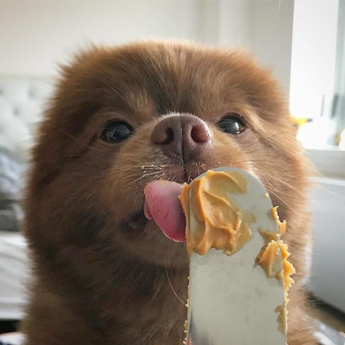 Breeder Abandoned 5-Month-Old Pomeranian Because He Was "Too Big", They Probably Regret It Now Breeder Abandoned 5-Month-Old Pomeranian Because He Was "Too Big", They Probably Regret It Now