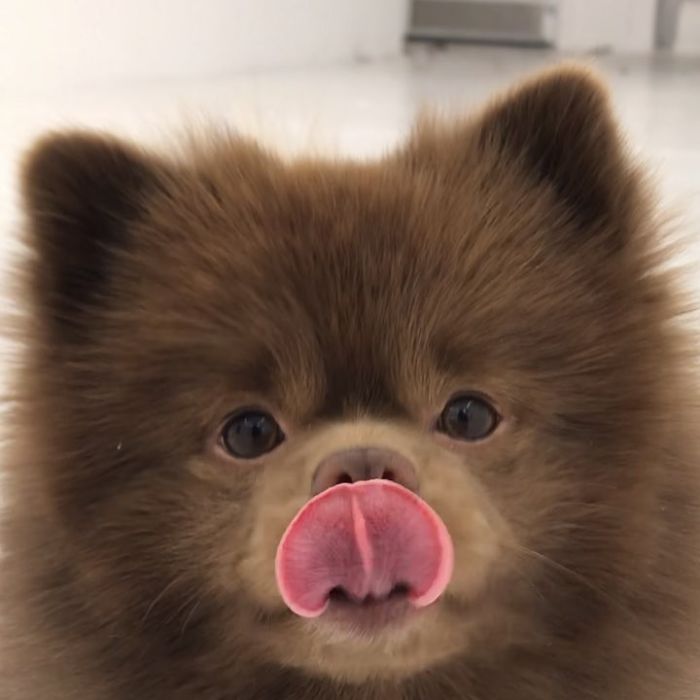 Breeder Abandoned 5-Month-Old Pomeranian Because He Was "Too Big", They Probably Regret It Now Breeder Abandoned 5-Month-Old Pomeranian Because He Was "Too Big", They Probably Regret It Now