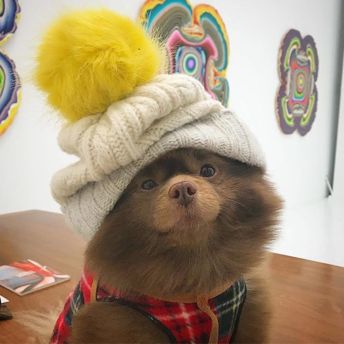 Breeder Abandoned 5-Month-Old Pomeranian Because He Was "Too Big", They Probably Regret It Now Breeder Abandoned 5-Month-Old Pomeranian Because He Was "Too Big", They Probably Regret It Now