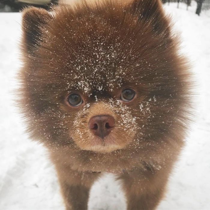 Breeder Abandoned 5-Month-Old Pomeranian Because He Was "Too Big", They Probably Regret It Now Breeder Abandoned 5-Month-Old Pomeranian Because He Was "Too Big", They Probably Regret It Now