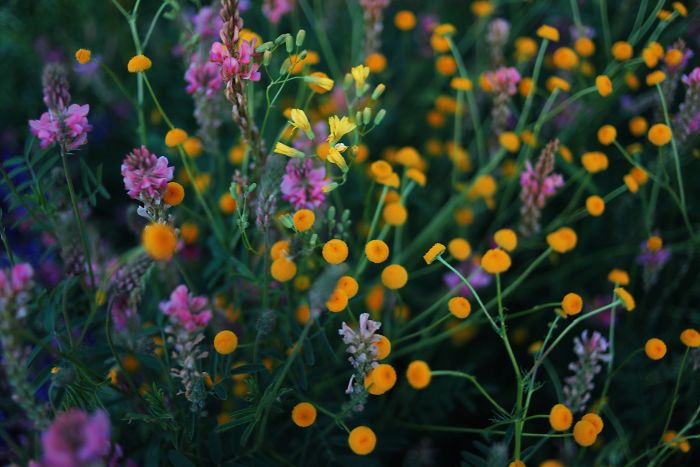 I Captured Mountain Colors