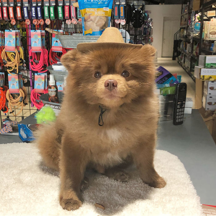 Breeder Abandoned 5-Month-Old Pomeranian Because He Was "Too Big", They Probably Regret It Now Breeder Abandoned 5-Month-Old Pomeranian Because He Was "Too Big", They Probably Regret It Now