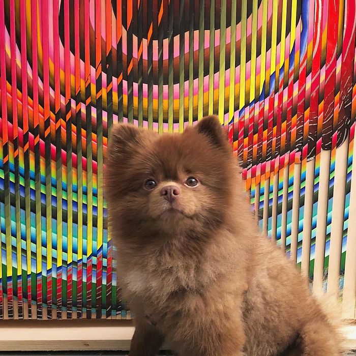 Breeder Abandoned 5-Month-Old Pomeranian Because He Was "Too Big", They Probably Regret It Now Breeder Abandoned 5-Month-Old Pomeranian Because He Was "Too Big", They Probably Regret It Now