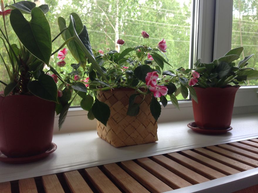 Birch Bark : How I Turned My Hobby Into Business