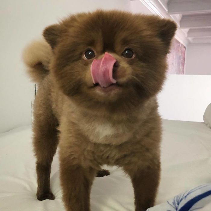 Breeder Abandoned 5-Month-Old Pomeranian Because He Was "Too Big", They Probably Regret It Now Breeder Abandoned 5-Month-Old Pomeranian Because He Was "Too Big", They Probably Regret It Now