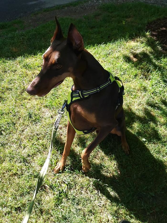 Boy Sells His Toys To Pay For His Service Dog's Treatment Boy Sells His Toys To Pay For His Service Dog's Treatment