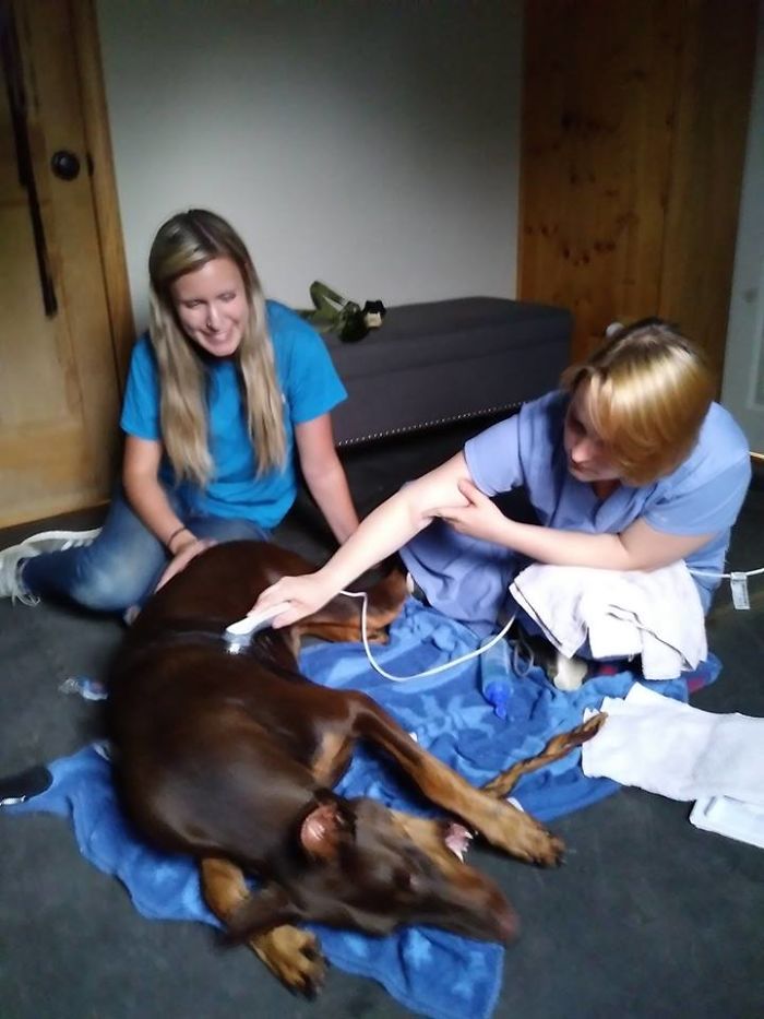 Boy Sells His Toys To Pay For His Service Dog's Treatment Boy Sells His Toys To Pay For His Service Dog's Treatment