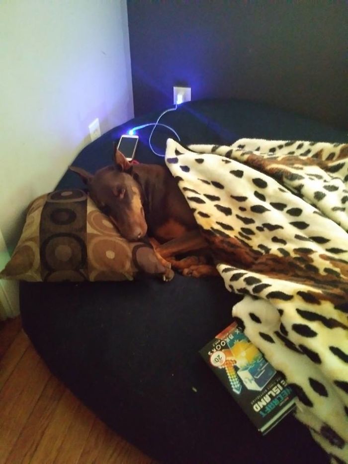 Boy Sells His Toys To Pay For His Service Dog's Treatment Boy Sells His Toys To Pay For His Service Dog's Treatment