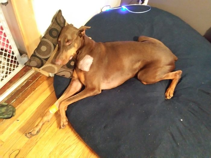 Boy Sells His Toys To Pay For His Service Dog's Treatment Boy Sells His Toys To Pay For His Service Dog's Treatment