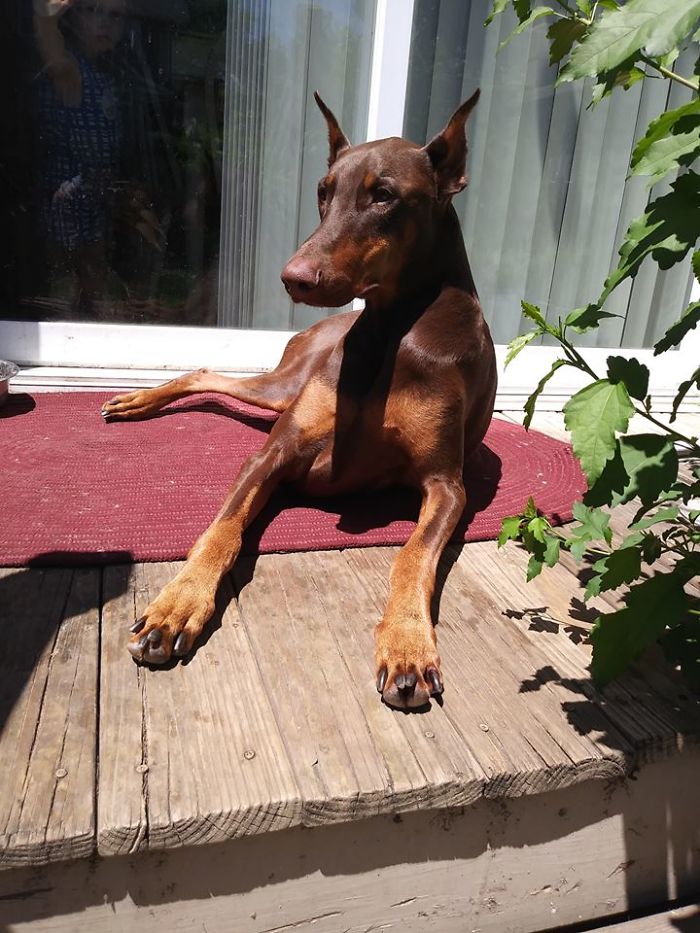 Boy Sells His Toys To Pay For His Service Dog's Treatment Boy Sells His Toys To Pay For His Service Dog's Treatment