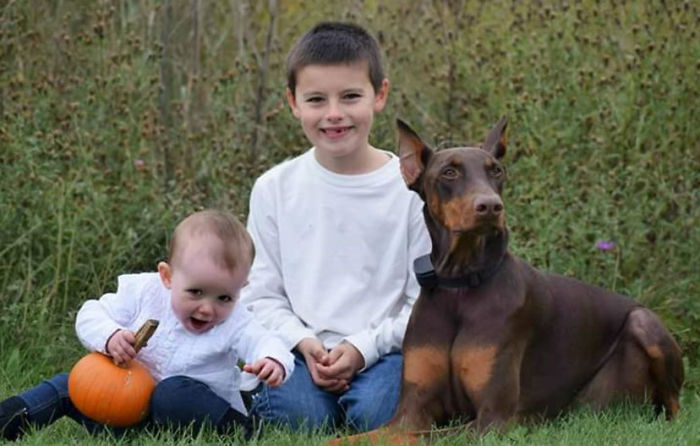 Boy Sells His Toys To Pay For His Service Dog's Treatment Boy Sells His Toys To Pay For His Service Dog's Treatment