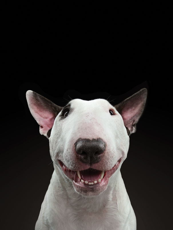 Bullterrier_web-5b51aca49594d.jpg