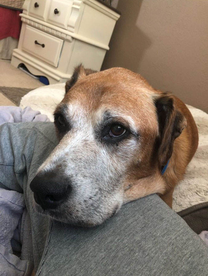 Sick Dog Get His Dream Fullfilled By Burger King After They Offer Free Burgers For The Rest Of His Life